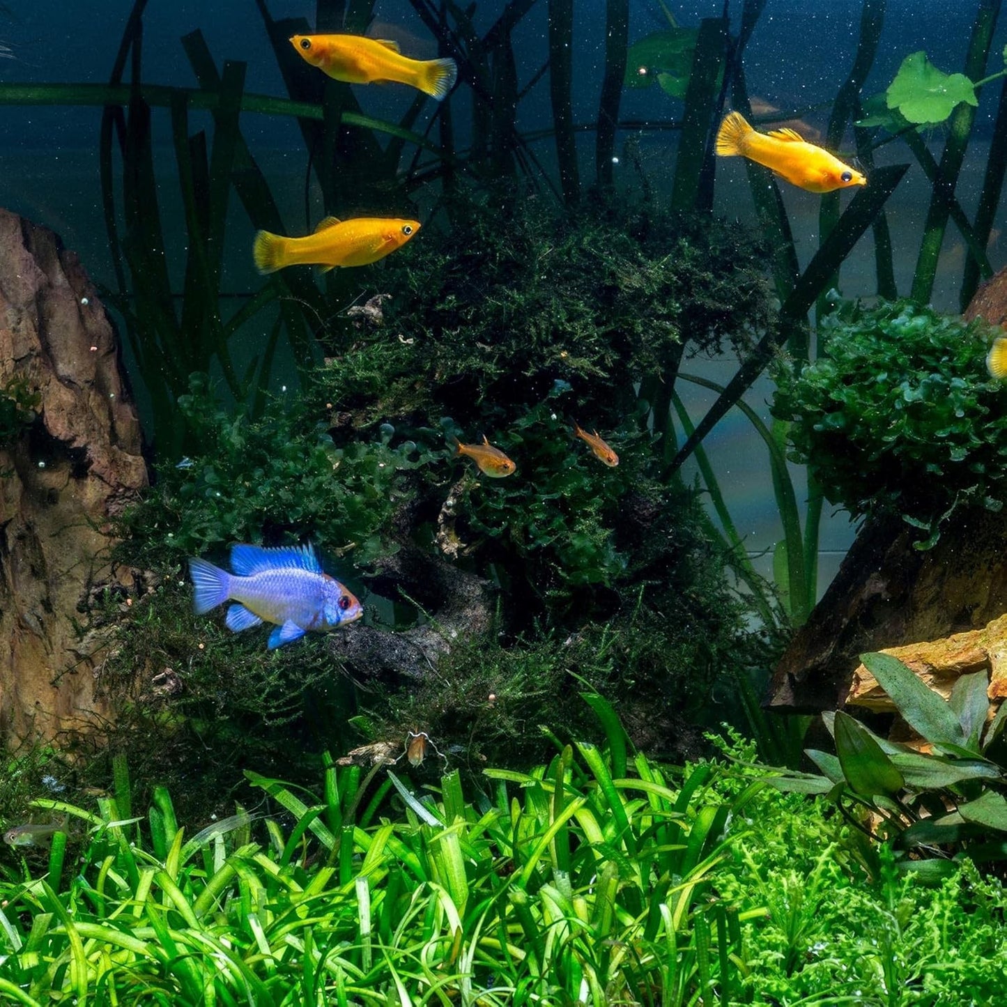 Tetra AquaSafe Tap Water Conditioner Fish Plant Aquarium Treatment