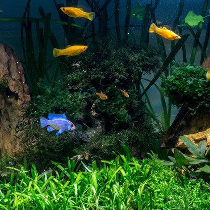 Tetra AquaSafe Tap Water Conditioner Fish Plant Aquarium Treatment